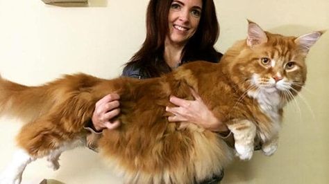 Omar the maine coon isn't an average puss. Gato Bengali, Largest Domestic Cat, Large Domestic Cat Breeds, Large Cat Breeds, Domestic Cat Breeds, Giant Cat, Long Cat, Gato Grande, Ragamuffin