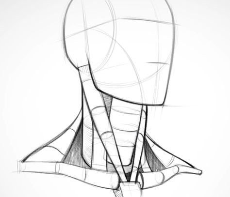 The construction of the head and neck, showing how they attach to each other and the shoulders. How To Draw Necks, Beauty Drawings, Anatomy Tutorial, Human Anatomy Drawing, Human Figure Drawing, Human Anatomy Art, Anatomy Sketches, Anatomy For Artists, Anatomy Drawing