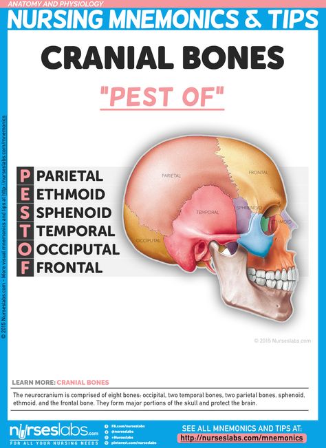 Cranial Bones: “PEST OF”  The neurocranium is comprised of eight bones: occipital, two temporal bones, two parietal bones, sphenoid, ethmoid, and the frontal bone. They form major portions of the skull and protect the brain.  For more nursing mnemonics, visit: http://nurseslabs.com/anatomy-and-physiology-nursing-mnemonics-tips/ Cranial Bones, Medical Mnemonics, Basic Anatomy And Physiology, Nursing Mnemonics, Nursing School Survival, Nursing School Studying, Nursing School Tips, Nursing School Notes, Medical School Studying