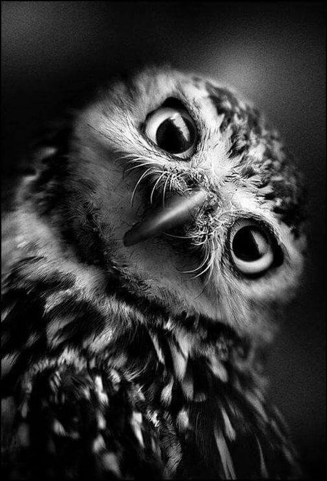 Regard Animal, Photo Animaliere, Black And White Birds, Owl Pictures, Black And White Photograph, White Owl, Appaloosa, White Bird, Black N White Images