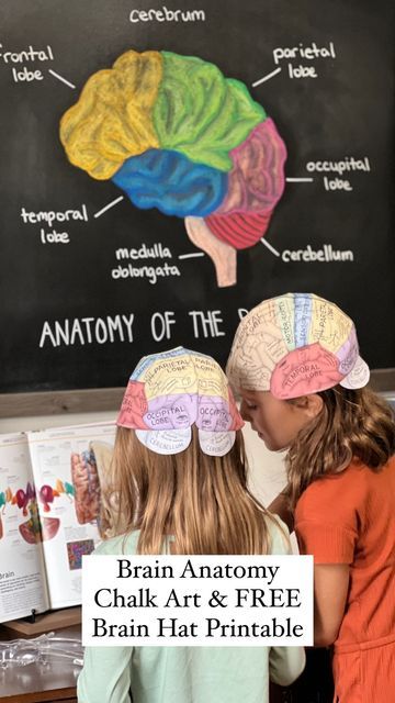 Brain Hat Printable Free, Human Body Homeschool, Brain Hat, Homeschool Science Projects, Human Body Crafts, Hat Printable, Human Body Projects, Free Human Body, Brain Models