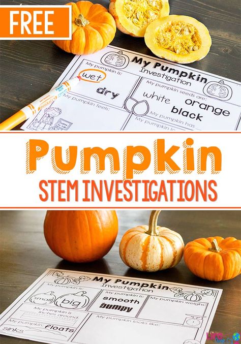 These fun pumpkin STEM investigations for preschoolers are a great addition to your fall theme. The free printables make it easy to record their pumpkin observations.  via @lifeovercs Easy Stem Activities, Pumpkin Investigation, Pumpkin Lessons, Pumpkins Preschool, Pumpkin Science, Easy Stem, Preschool Stem, Pumpkin Activities, Fall Lessons