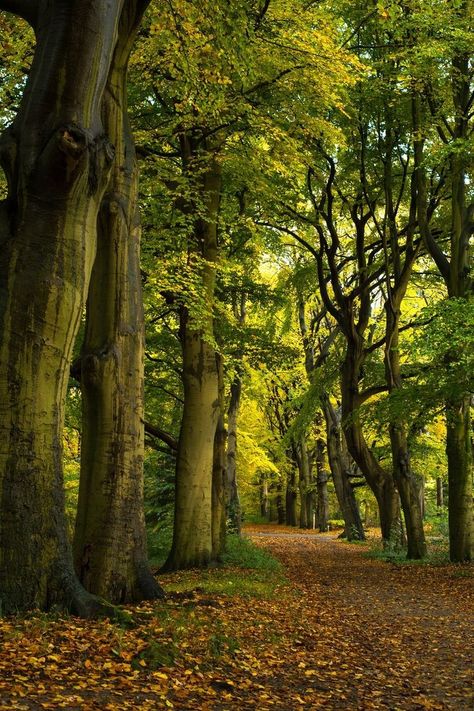 Forest Scenery, Forest Background, Mystical Forest, Forest Path, Nature Drawing, Beautiful Dark Art, Green Landscape, Natural Scenery, Nature Aesthetic