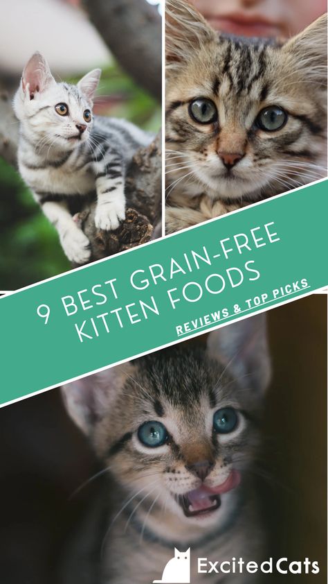 Kitten Food Schedule, Kitten Food Homemade, Grain Free Cat Food, Kitten Treats, Cat Advice, Best Cat Food, Kitten Food, Cat Products, Dry Cat Food