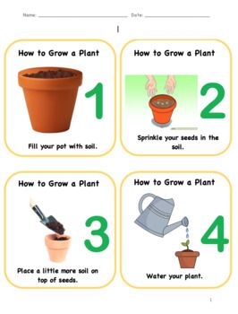 This is great to use when differentiating instruction. You can provide these how to grow a plant cards for students to read or visually look at during your planting activity. I laminated mine and used these plant cards in centers/stations for the students to follow step by step instructions when planting seeds. How To Plant Seeds, Plants Activities For Preschool, Seed Planting For Kids, Halloween Maternelle, Planting Flowers From Seeds, Differentiating Instruction, Plant Cards, Plants Kindergarten, Montessori Crafts