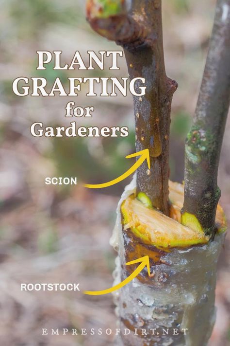 Plant grafting is a plant propagation method dating back thousands of years combining scions (stems) and rootstock to create new plants. Find out how to get started grafting fruit trees and rose bushes for your garden. Grafting Roses, Plant Grafting, Grafting Fruit Trees, Fruit Trees In Containers, Grafting Plants, Avocado Plant, Growing Fruit Trees, Garden Remedies, Plant Propagation