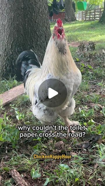 Chicken Happy Hour on Instagram: "Frankie’s fowl humor persists 🧻 #dadjokes   #rooster #chicken #jokes #funnyanimals #comedy #chickensofinstagram #chickenhappyhour" Live Chicken Pictures, Funny Chickens, Chicken Jokes, Live Chicken, Chicken Pictures, Chicken Humor, Dad Jokes, Happy Hour, Rooster