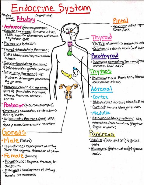 Nursing Follow me for more! Anatomy And Physiology Notes, Physiology Notes, Geriatric Nursing, Nursing School Studying Cheat Sheets, Study Things, Medical Assistant Student, Nurse Study, Nursing School Essential, Nursing Life