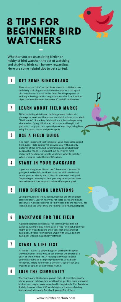 These 8 tips will help you get started with bird watching  #birdwatching #birding Backyard Birds Watching, Helpful Websites, Backyard Birds Sanctuary, List Of Birds, Bird Identification, Bird Care, Bird Watchers, Bird Watcher, Backyard Birds