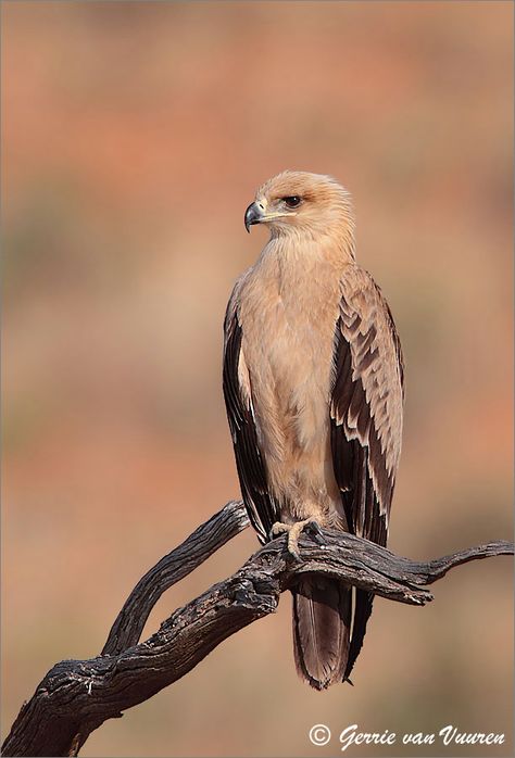 Tawny Eagle. Kgalagadi Transfrontier Park Tawny Eagle, Eagle Photos, Eagle Illustration, Poker Card, Roleplay Characters, Landscape Ideas, Birds Of Prey, Beautiful Birds, Owls