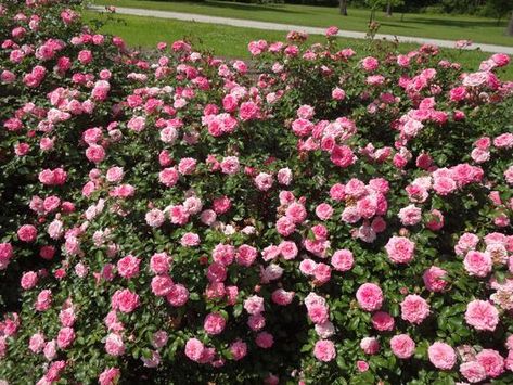 Outdoor Cottage, Drift Roses, Ground Cover Roses, Need Attention, Summer Care, Rose Bushes, Big Backyard, Front Landscaping, Shrub Roses