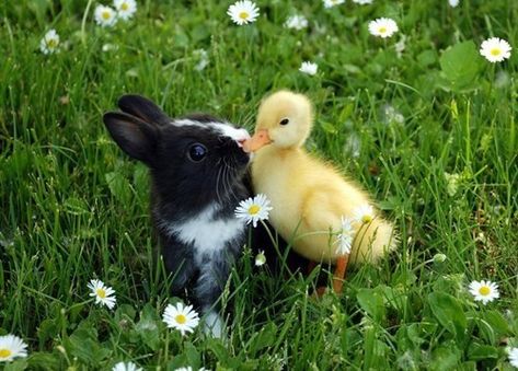 A Friendship Full of Fluff The Grass, A Small, Black And White, Yellow, White, Black