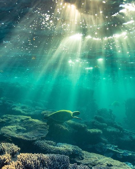 Underwater beach vibes >> Photo credit: @ospreycreative    Spread the love ❤👤❤ and TAG a friend!  .  Follow @SugarsBeach  .  Follow @SugarsBeach  .  Follow @SugarsBeach  .  .  . Coral Reef Biome, Coral Reef Photography, Beach Coral, Sea Plants, App Background, Coral Bay, Aesthetic Light, Mermaid Aesthetic, Underwater Lights