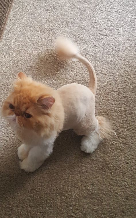 Persian Cat Lion Haircut, Cat Lion Haircut, Lion Cut Cat, Lion Haircut, Cat Lion Cut, Persian Cat Haircut, Cat Grooming Styles, Cat Haircut, Cats Grooming