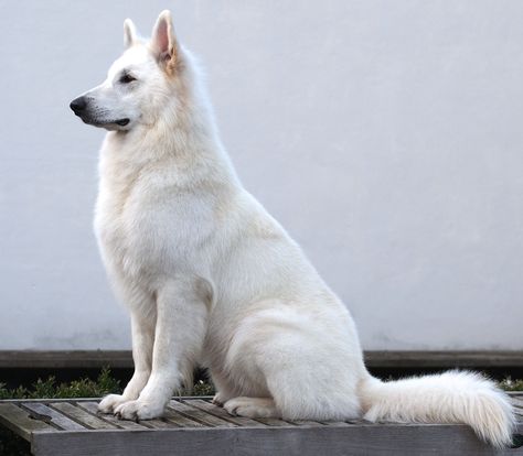 Swiss Shepherd, German Sheperd Dogs, White Swiss Shepherd, Puppy Funny, White Shepherd, Funny Image, White German Shepherd, Very Cute Dogs, Australian Shepherds