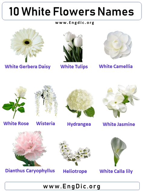 10 White Flowers Names, Flower names with pictures The white flower is often associated with purity, innocence, and new beginnings. There are many different types of white flowers, and each one has its own unique name. Here are ten of the most popular white flowers: White Flower Names List White Rose White Jasmine White Tulips Hydrangea White Gerbera Daisy White Calla lily Dianthus Caryophyllus Wisteria Heliotrope White Camellia White Flower Names with Pictures White Rose White Rose is a common Different Types Of White Flowers, White Flowers With Names, White Flower Combinations, White Flowers Types, Unique White Flowers, Unique Flowers Names, Names Of Flowers With Pictures, Types Of White Roses, Different White Flowers