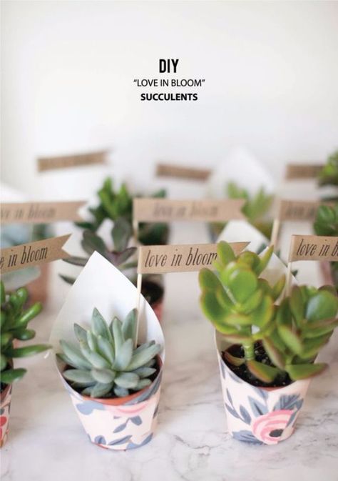 DIY Wedding Favors - DIY Love In Bloom Succulent Favors - Do It Yourself Ideas for Brides and Best Wedding Favor Ideas for Weddings - Step by Step Tutorials for Making Mason Jars, Rustic Crafts, Flowers, Small Gifts, Modern Decor, Vintage and Cheap Ideas for Couples on A Budget Outdoor and Indoor Weddings http://diyjoy.com/diy-wedding-favors Succulent Party Favors, Love In Bloom, Succulent Wedding Favors, Succulent Favors, Creative Wedding Favors, Succulent Gifts, Wedding Favors Cheap, Succulent Wedding, Favors Diy