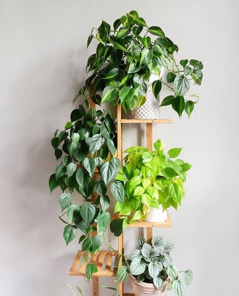 The Atrium’s Instagram profile post: “How gorgeous! Trailing Philodendron scandens doing their thing. Lime, green or variegated. Collect them all! Now available in our online…” Trailing Philodendron, Beautiful Planters, Bathroom Plants Decor, Philodendron Scandens, Plants Are Friends, Trailing Plants, Bathroom Plants, Green Earth, Beautiful Plants