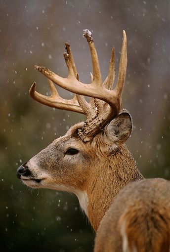 Majestic Whitetail Deer Pictures, Big Deer, Deer Photos, Photo Animaliere, Deer Pictures, Whitetail Bucks, Deer Buck, Deer Family, Mule Deer