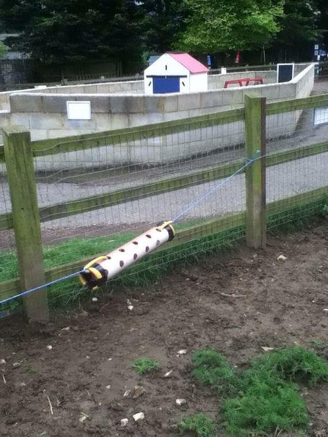 Pig Playground, Pig Enrichment, Zoo Enrichment, Goat Shelter, Outdoor Playground, San Clemente, Pigs, Goats, Animals