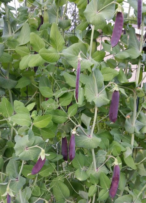 Purple Podded Peas – Crazy for Gardening Growing Peas, Pea Plant, Edible Landscaping, Pea Flower, Home Vegetable Garden, Green Peas, Edible Garden, So Nice, Pop Of Color