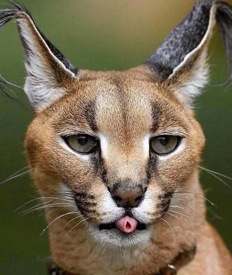 Wojskowy Humor, Caracal Cat, Gato Grande, Koci Humor, Exotic Cats, Funny Animal Photos, Cheetahs, Cute Kittens, Funny Animal Pictures