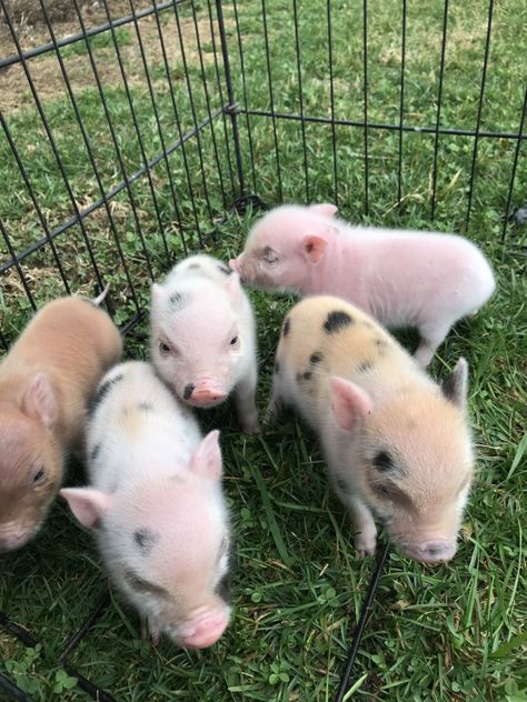 Juliana Teacup Pigs indiana, columbus township. Tiny Juliana Piglets . Juliana is s breed of tiny pig. Teacup only represents tiny size. Juliana ar.. #274974 Tiny Pigs, Baby Piglets, Teacup Pigs, Cute Piglets, Animals For Sale, Baby Farm Animals, Dream Future, Cute Piggies