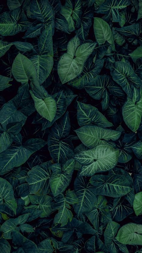 Trendy Plants, Nature Iphone Wallpaper, Wall Paper Phone, Fotografi Kota, Plant Background, Plant Photography, Plant Wallpaper, Trendy Flowers, Nature Plants