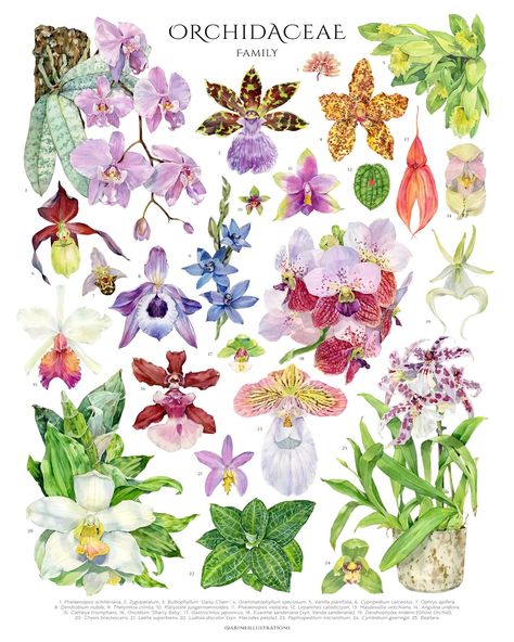 Orchid Family Poster is available on my website now! 🥳 This curated chart of 25 orchids showcases the incredible diversity within orchidaceae family. For example I included the smallest (#platystelejungermannioides ) and largest (#grammatophyllumspeciosum ) species. These orchids come from different parts of the world and display a wide range of shapes and colors. I hope I was able to convey the beauty of this colorful genus so you can fall in love with them just like I did💖 Which one is ca... Orchid Poster, Macodes Petola, Ludisia Discolor, Dendrobium Nobile, Ghost Orchid, Vanilla Planifolia, Family Poster, Flower Therapy, Bedroom Posters