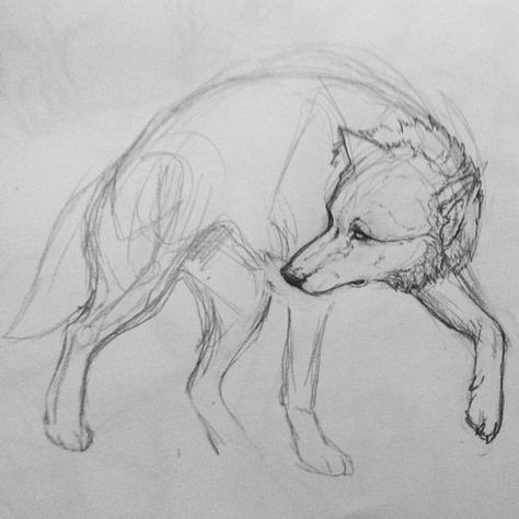 Feral Wolf Drawing, Wolf Anotamy Drawing, Wolf Looking Up Drawing, Wolf Standing Drawing, Wolf Art Sketch, Wolf Laying Down Drawing Reference, How To Draw A Wolf, Wolves Reference, Wolf Drawing Sketch