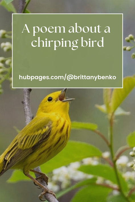 A poem about a chirping bird. Poems About Birds, Bird Poems, Bird Chirping, Birds Chirping, Early In The Morning, A Poem, In The Morning, The Morning, Singing