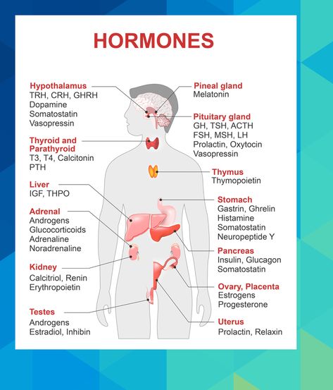 Function of the adrenal glands #keanu61667 Adrenal Gland Hormones, Pituitary Gland Tumor, Adrenal Gland, Addisons Disease, Teaching Chemistry, Medical Student Study, Pituitary Gland, Nursing School Survival, Dialectical Behavior Therapy