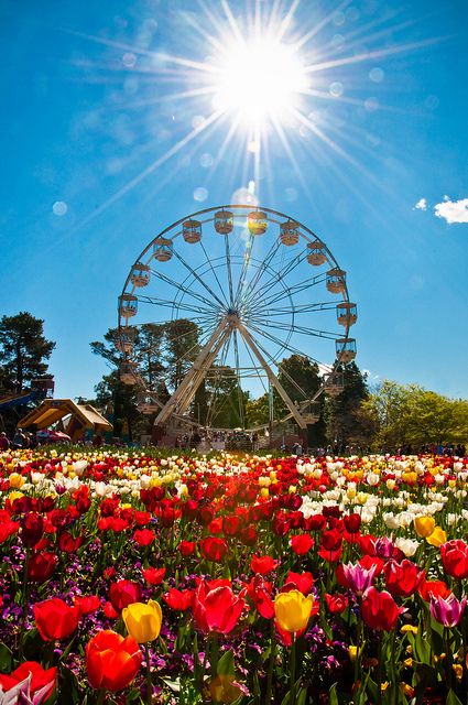 Floriade - Canberra - Australia Australia Canberra, Spring In Australia, Australia Capital, Canberra Australia, Australian Capital Territory, Canberra, New South Wales, Australia Travel, Western Australia