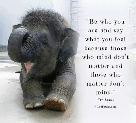 So cute! Elephant Quotes, Funny Elephant, Elephant Lover, Elephant Love, An Elephant, Animal Quotes, Reality Quotes, Baby Elephant, True Words