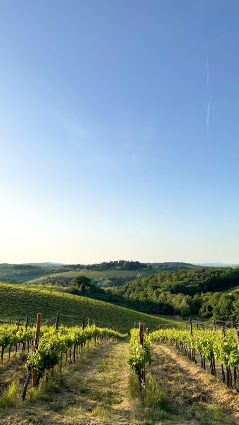 Green vineyard Tuscany Italy European Vineyard, Tuscany Italy Vineyards, Italy Vineyards, Champagne Poetry, Vineyard Aesthetic, Ethereal Core, Tuscany Vineyard, Italian Vineyard, Vineyard Vacation