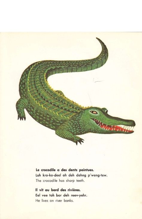 Crocodile Tattoo, Crocodile Illustration, Bubble Boy, Museum Of Childhood, School Murals, Childs Room, Scientific Illustration, Shades Of Gray, Crocodiles