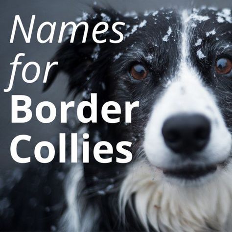 Border Collie Names Border Collie Haircut, Short Hair Border Collie, Border Collie Aesthetic, Short Haired Border Collie, Border Collie Mix Puppies, Border Collie Herding, Border Collie Names, Border Collie Humor, Border Collie Colors