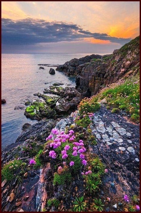 Irish Aesthetic, Ireland Aesthetic, Ireland Cottage, Scotland Landscape, Ireland Photography, Flowers Growing, Irish Countryside, Irish Landscape, Irish Cottage