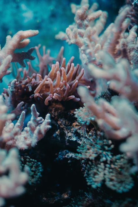 coral reef | chris reyem Coral Reef Pictures, Reef Photography, Underwater Reef, Coral Pictures, Carnivorous Animals, Futuristic Elements, Diving Goggles, Sea Life Animals, Focus Photography