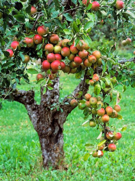 Learn how to choose, plant and maintain various fruit trees from the gardening experts at HGTV.com. Fruit Tree Garden, Fruit Growing, Growing Fruit Trees, Bountiful Harvest, Growing Fruit, Tree Care, Hydroponic Gardening, Food Garden, Fruit Garden