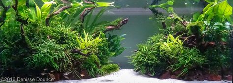 Island Aquascape, Aquascape Inspiration, Nature Tank, Aquarium Rocks, Fish Tank Terrarium, Aquascape Design, Rock Plants, Tropical Fish Tanks, Tropical Fish Aquarium