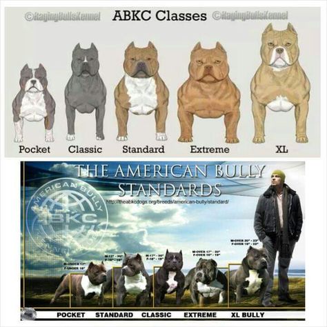 ABKC Standards American Bully Pitbull, Pet Tattoo Ideas, American Bully Pocket, Pet Tattoos, Bully Pitbull, Bully Breeds Dogs, City Dog, Animal Study, Bully Dog