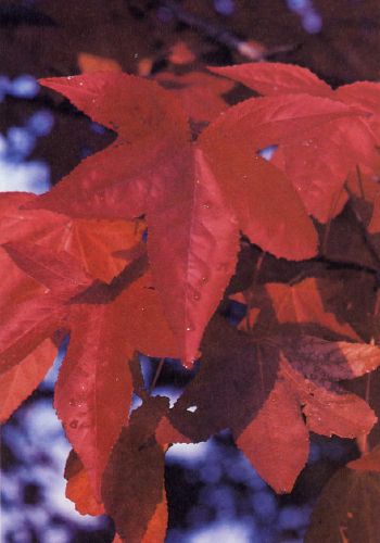 The Liquid Amber Tree | Audubon Liquid Amber Tree, Trees Without Leaves, Amber Tree, Unique Fruit, Bald Cypress, Tree Garden, Art Diary, Maple Tree, Deciduous Trees