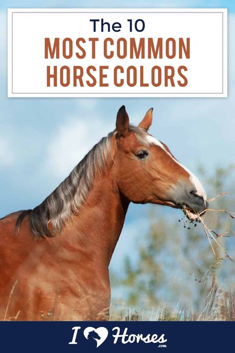 Horse coat colors are dependent upon genetics. What are the most common horse coat colors? Continue reading on iHeartHorses.com to find out. | #ihearthorses #ilovehorses #horses #iloveanimals Horse Braids, Pet Recipes, Horse Braiding, Horse Coat Colors, Horse Information, Winter Horse, Gorgeous Horses, Horse Care Tips, Horse Facts