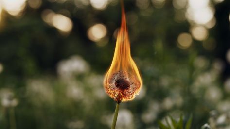 Burning Dandelion, Dandelion Aesthetic, Homemade Cookbook, Slow Motion, A Fire, Stock Video, Stock Footage, Dandelion, Motion