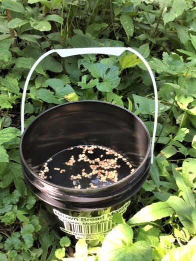 Natural Mosquito Control Mosquito Free Backyard, Backyard Mosquito Repellent, Mosquito Trap Diy, Fruit Fly Trap Diy, Mosquito Yard Spray, Repellent Diy, Mosquito Repellent Homemade, Mosquito Traps, Diy Mosquito Repellent