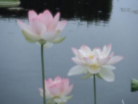 Water Lilly Aesthetic, Hibiscus Aesthetic, Japanese Lotus, Lotus Flower Wallpaper, Pretty Flowers Pictures, Rilakkuma Wallpaper, Pink Lotus Flower, Pink Nature, Peace Illustration