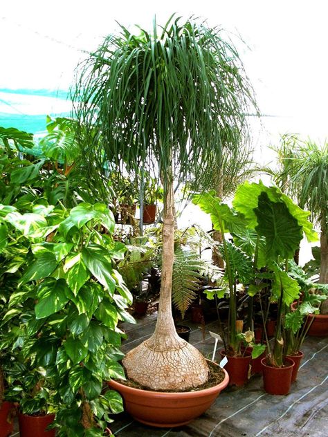 Ponytail Plant, Ponytail Palm Care, Ponytail Palm Tree, Ponytail Palm, Palm Tree Pictures, Hanging Plants Indoor, Palm Plant, Succulents Indoor, Potted Trees