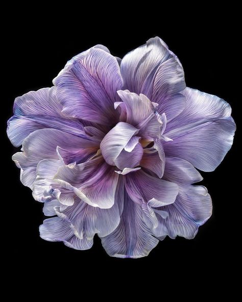 Debi Shapiro (@debishapirophotography) • Instagram-Fotos und -Videos Flowers Black Background, Dark Purple Flowers, Flower Close Up, Flower Icons, Dark Flowers, Nothing But Flowers, February 19, Beautiful Flowers Pictures, Natural Forms