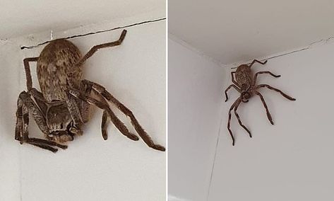 Woman is encouraged to move monster female huntsman spider lurking in her shower | Daily Mail Online Giant House Spider, Australian Spider, Giant House, Spider Identification, Huntsman Spider, House Spider, Feel Good Stories, Creepy Crawlies, Arachnids